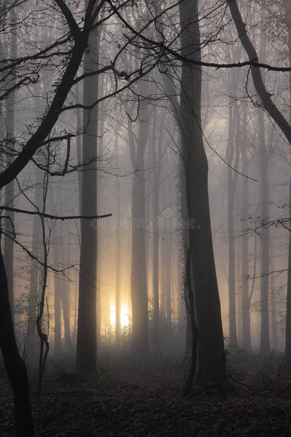 Atmospheric spooky close crop soft focus image of woodland with sun trying to pierce the early morning mist. Atmospheric spooky close crop soft focus image of woodland with sun trying to pierce the early morning mist.