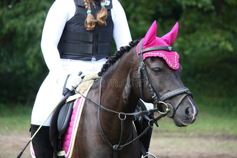 Ritratto nero del cavallino durante la concorrenza del cavallo fotografia stock libera da diritti Ritratto nero del cavallino durante la concorrenza del cavallo fotografia stock libera da diritti