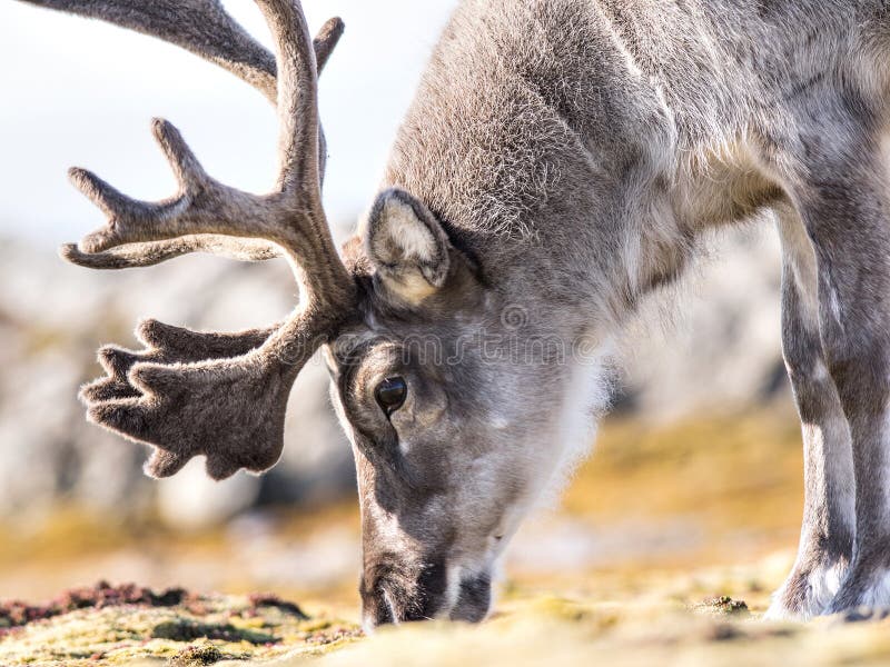 Ritratto selvaggio della renna - Artide, le Svalbard immagine stock libera da diritti Ritratto selvaggio della renna - Artide, le Svalbard immagine stock libera da diritti
