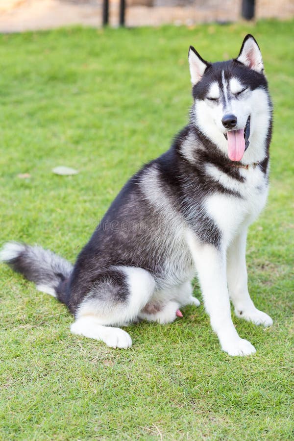 Ritratto sorridente e di seduta del husky siberiano fotografia stock Ritratto sorridente e di seduta del husky siberiano fotografia stock