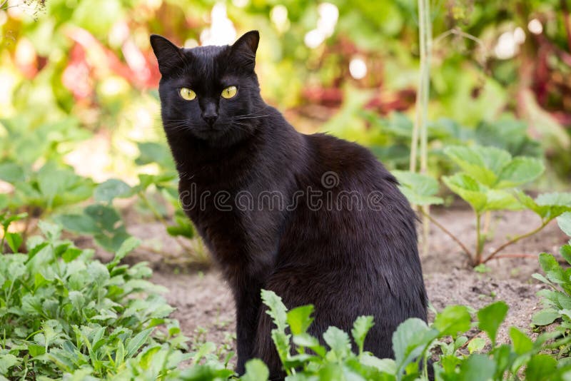 Ritratto sveglio nero serio del gatto di Bombay all'aperto in erba fotografie stock libere da diritti Ritratto sveglio nero serio del gatto di Bombay all'aperto in erba fotografie stock libere da diritti