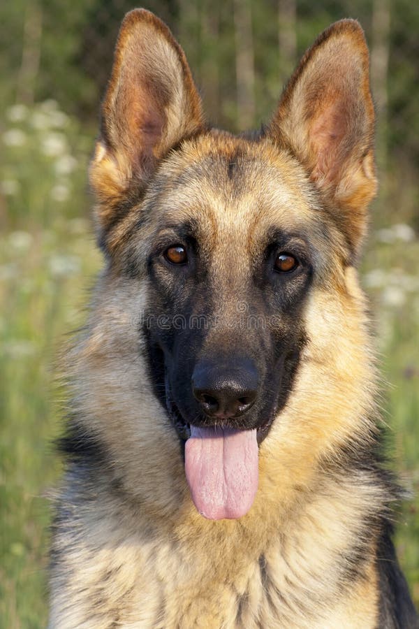 Download Ritratto Tedesco Del Cane Pastore Immagine Stock - Immagine di orecchio, naughty: 56890775