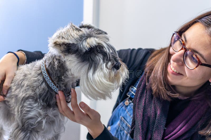 Ritratto vicino di uno schnauzer e del suo proprietario in una clinica veterinaria immagine stock libera da diritti Ritratto vicino di uno schnauzer e del suo proprietario in una clinica veterinaria immagine stock libera da diritti