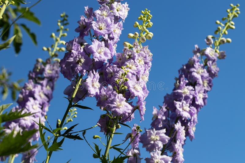 Ritterspornblumen gegen den Himmel im Garten stockfoto Ritterspornblumen gegen den Himmel im Garten stockfoto