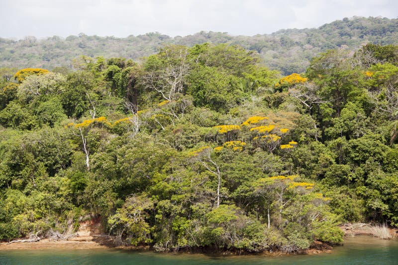 Riva della giungla del ` s del Panama immagini stock libere da diritti Riva della giungla del ` s del Panama immagini stock libere da diritti