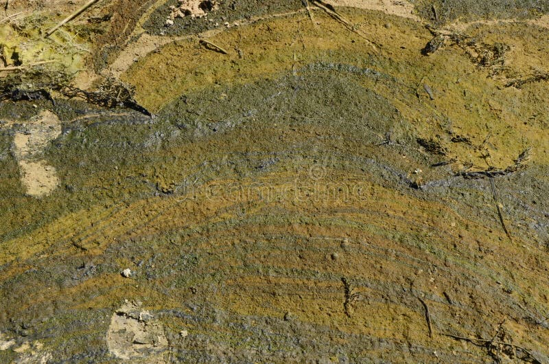 River algae drawing royalty free stock photography