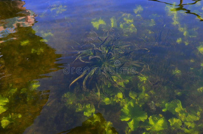 River algae underwater grass view stock images