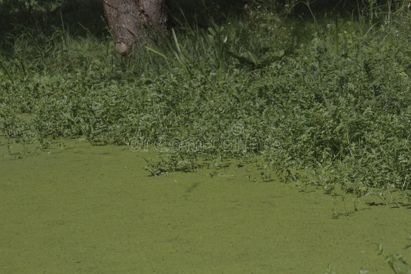 River algae on the shore royalty free stock photo