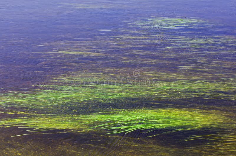 River algae spread over royalty free stock photo