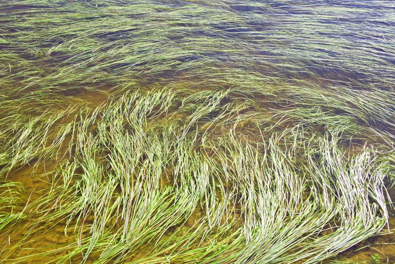 River algae spread over stock image
