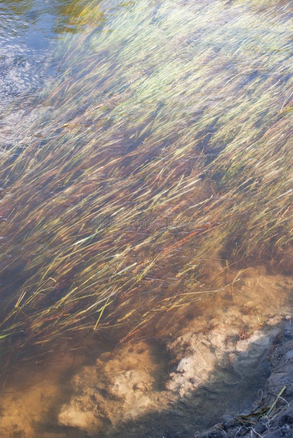 River algae on the strong current of the spring river royalty free stock photo