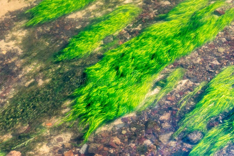 River algae at sunny day royalty free stock image