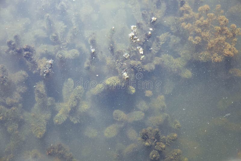 River algae under water royalty free stock photo
