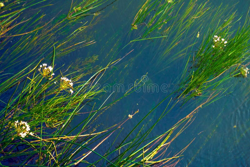 River algae in the water. Aquatic plants with flowers. royalty free stock photo