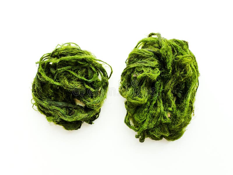 River algae on white royalty free stock image