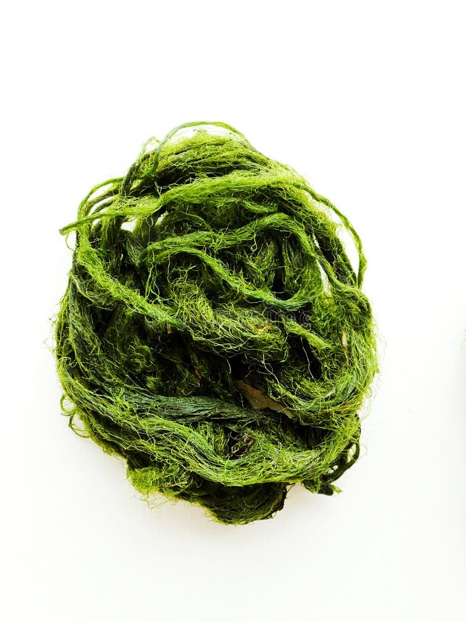 River algae on white stock images