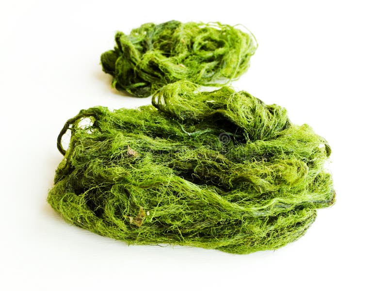 River algae on white stock image