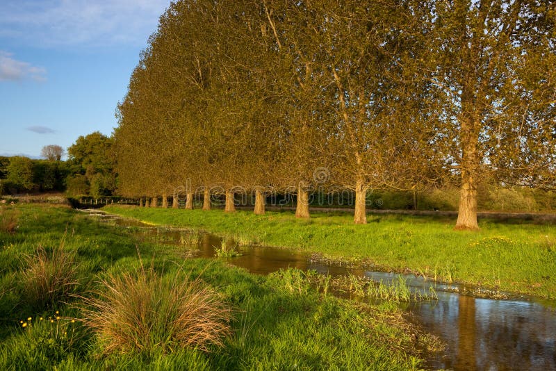 River Allen, Wimborne St Giles, Dorset, UK Stock Image Image of