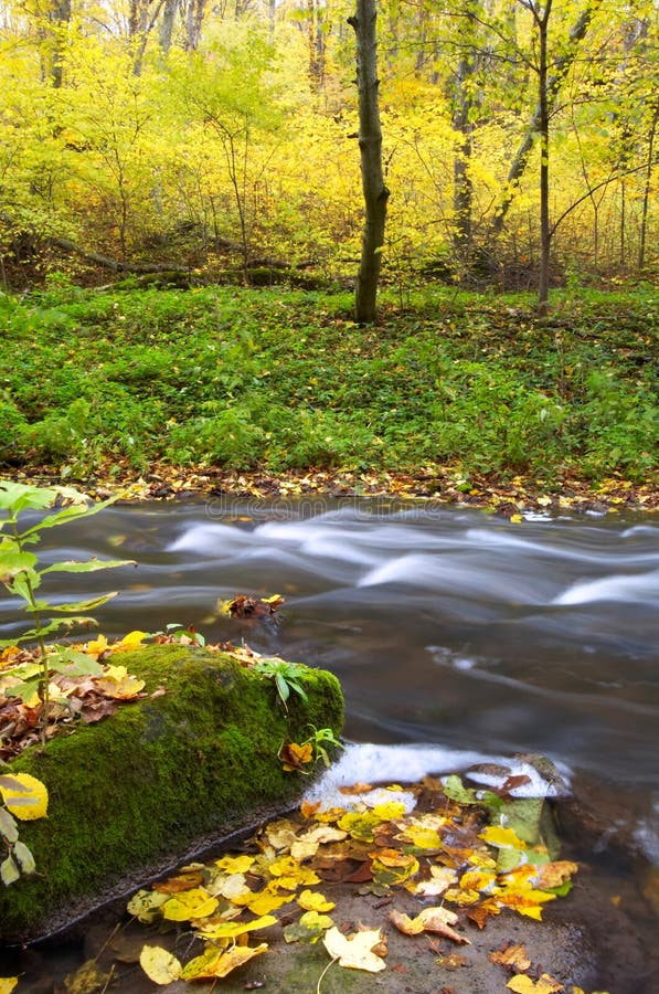 River amongst trees