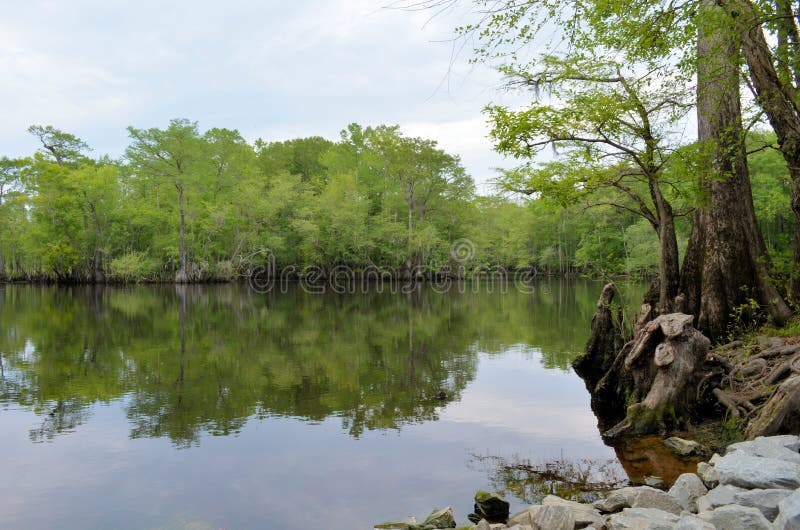 River Bank Forest Reflection, Black River NC