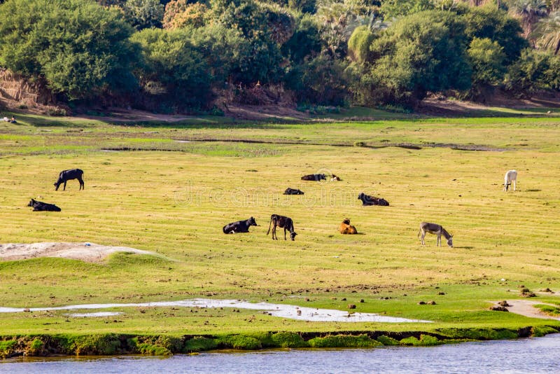 River Bank, River, Nature, Cows, Cattle, Animals, Wild, River Nile, Egypt,  Aswan, Green, Trees, Plants, Sun Stock Photo - Image of mammal, green:  197103704
