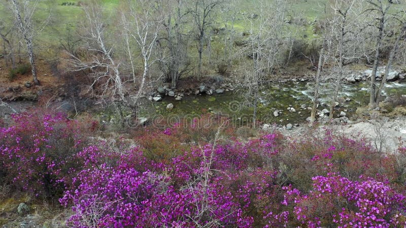 River bank with rhododendron bushes at the beginning of flowering