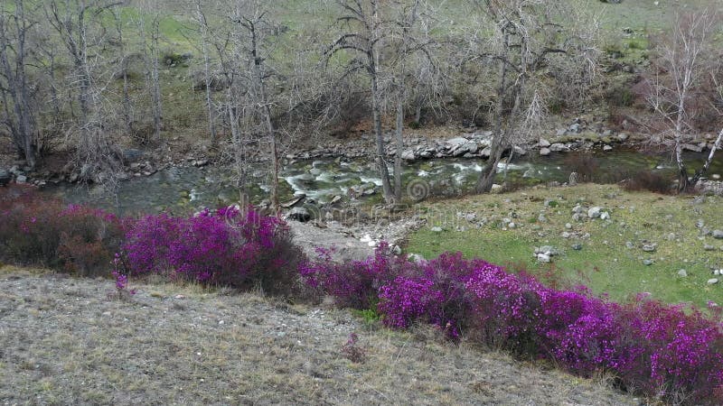 River bank with rhododendron bushes at the beginning of flowering