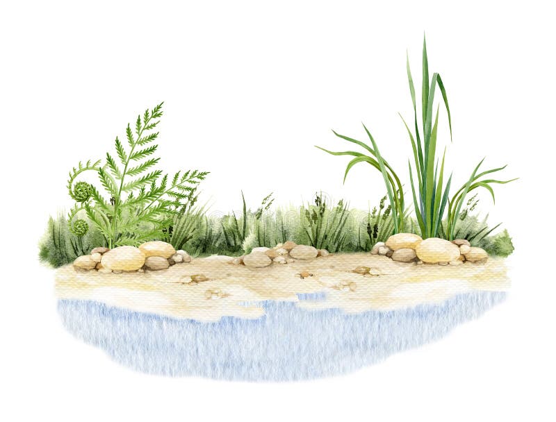 River bank watercolor illustration. Hand drawn riverside with sand shore, grass, fern and water. River or lake bank with