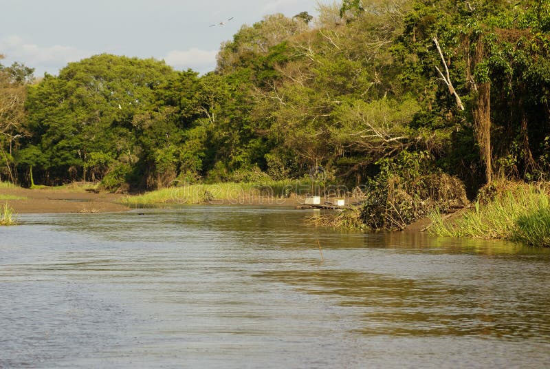A River and Beautiful Trees in a Rainforest Peru Stock Image - Image of