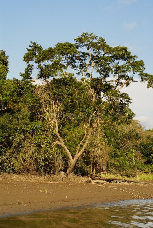 A River and Beautiful Trees in a Rainforest Peru Stock Image Image of