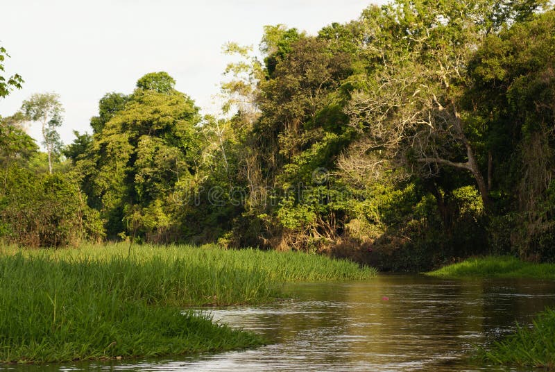 A River and Beautiful Trees in a Rainforest Peru Stock Image Image of