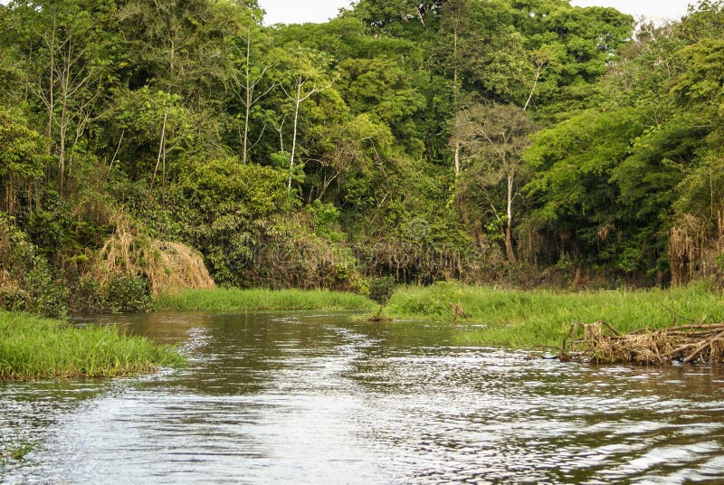 A River and Beautiful Trees in a Rainforest Peru Stock Image Image of