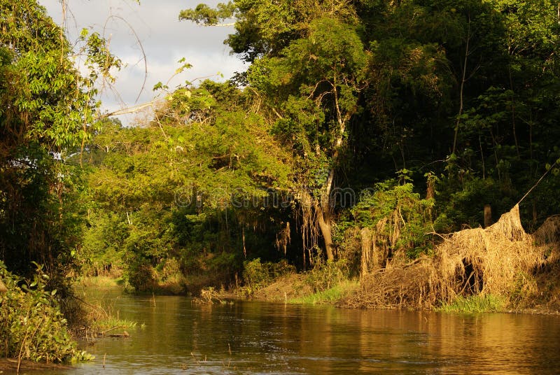 A River and Beautiful Trees in a Rainforest Peru Stock Photo Image of