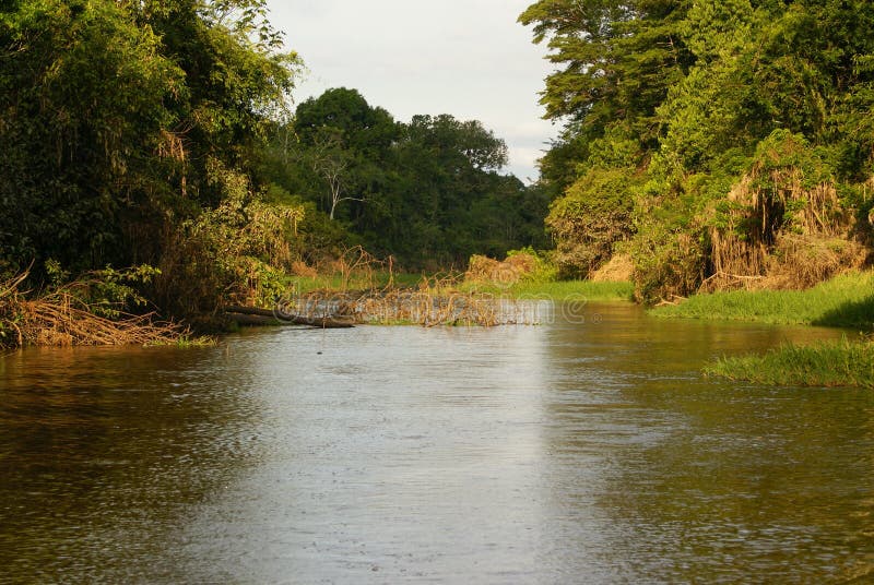 A River and Beautiful Trees in a Rainforest Peru Stock Photo Image of jungle, amazonas 39695818