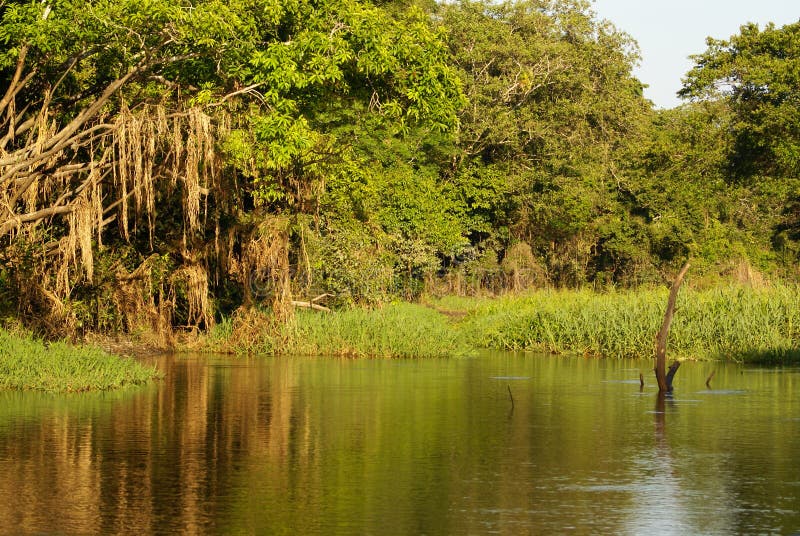 A River and Beautiful Trees in a Rainforest Peru Stock Photo Image of