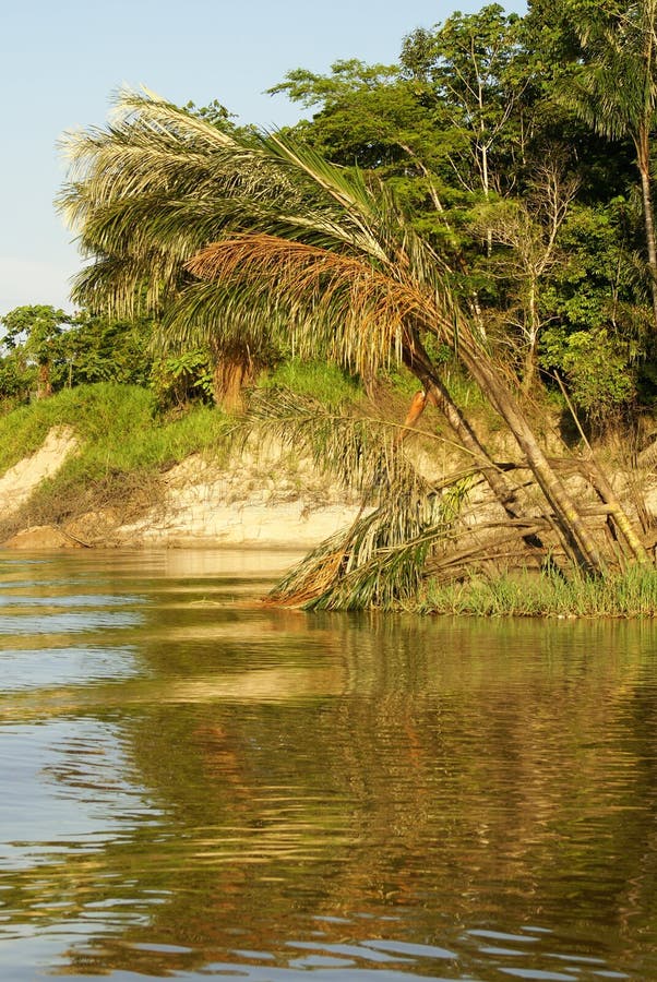 A River and Beautiful Trees in a Rainforest Peru Stock Photo Image of
