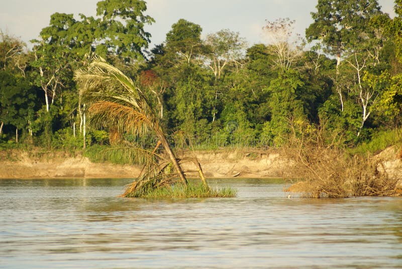 A River and Beautiful Trees in a Rainforest Peru Stock Image Image of