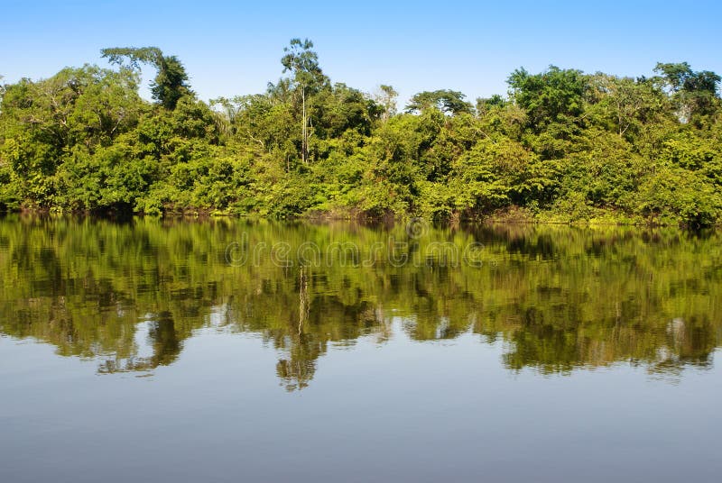 A river and beautiful trees in a rainforest Peru stock image