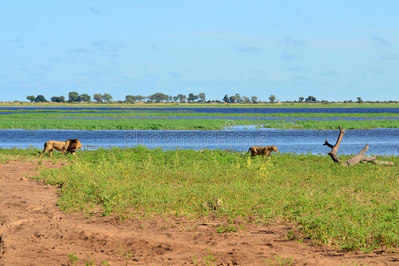 River Chobe,lions,Botswana