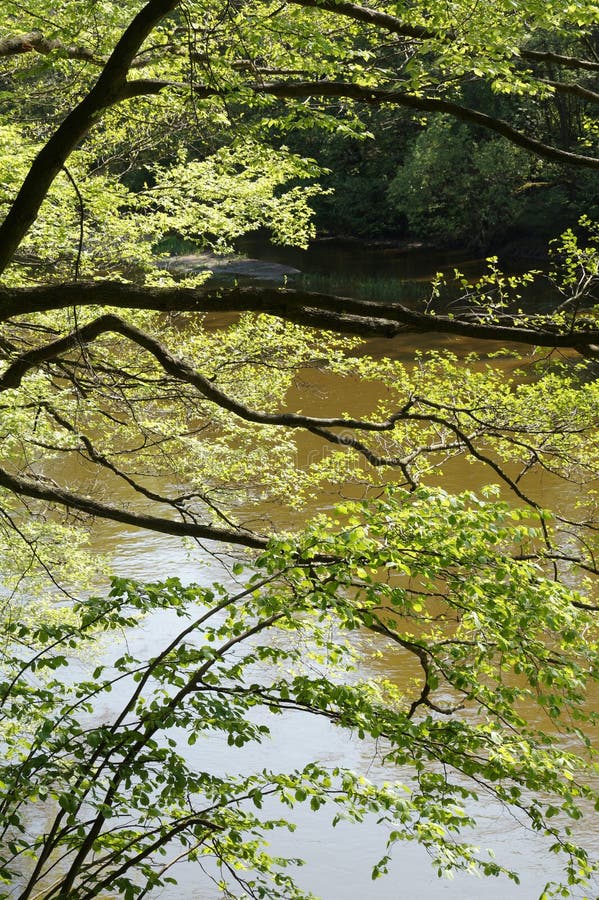 Complicated drawing of branches and leaves on the background of stock photos