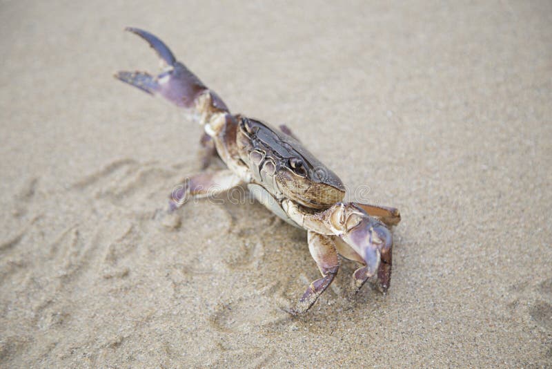 River Crab stock image. Image of animal, marine, education 90471805