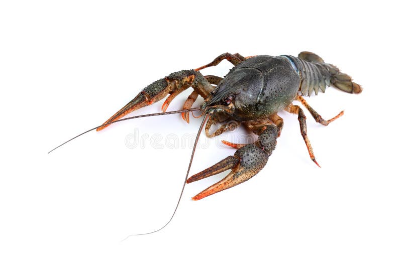 River crayfish on white