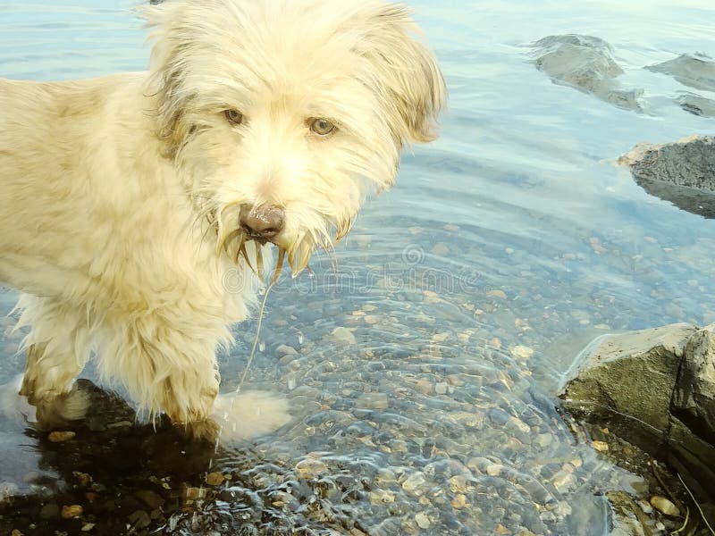 The river dog stock photo. Image of falls, columbia 127964948