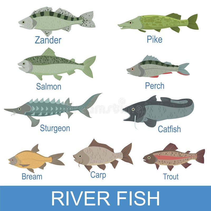 River Fish Identification Slate with Names Stock Vector - Illustration