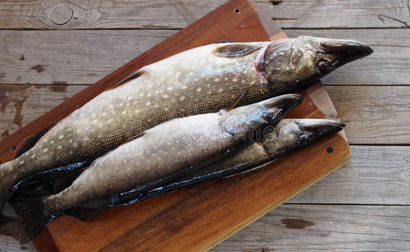 River fish pike on a cutting board in the kitchen, prepared for cleaning and butchering. Winter fishing