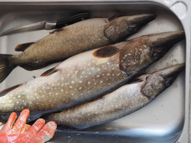 River fish pike in a metal container, prepared for cleaning and butchering. Winter fishing