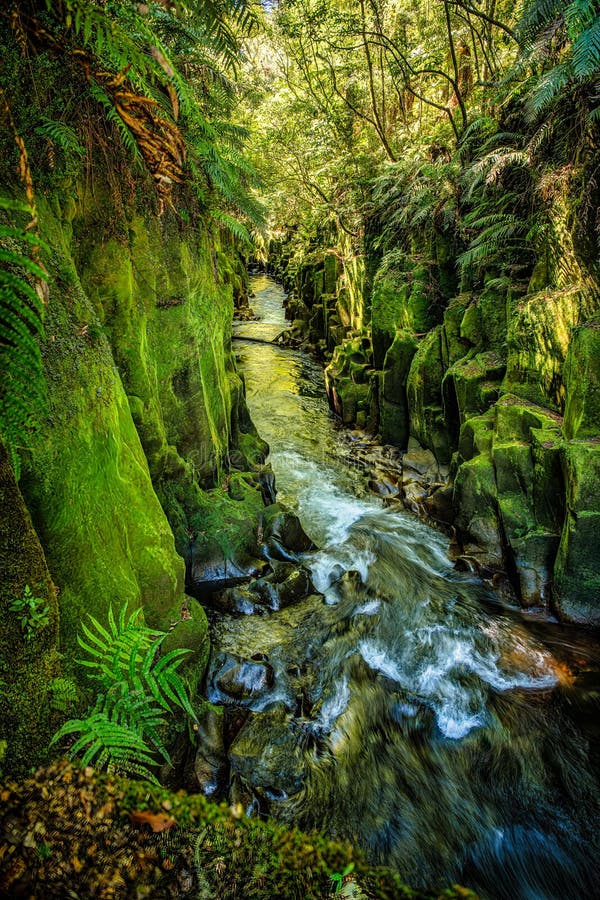 River flowing between the deep canyon walls in the prehistoric rain forest in the central north island of New Zealand