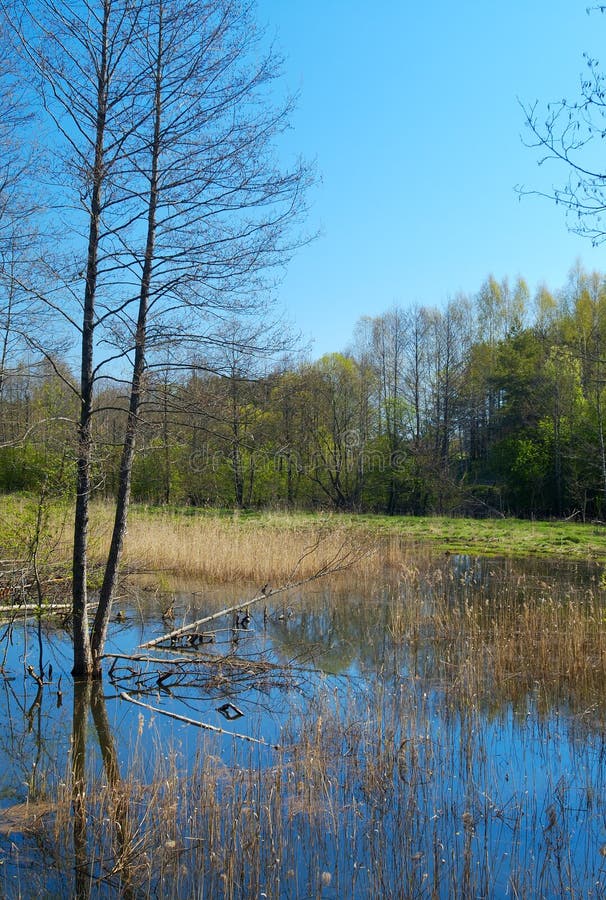 River in the forest