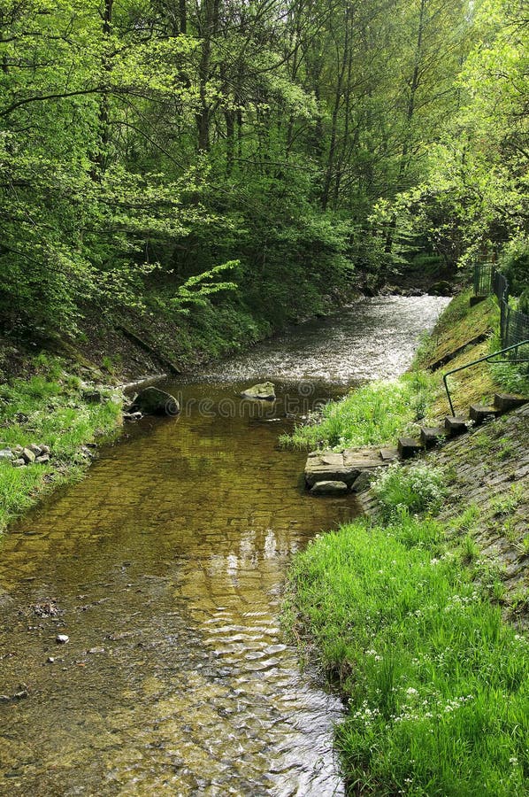 River in the forest