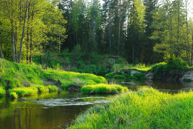 River in the forest